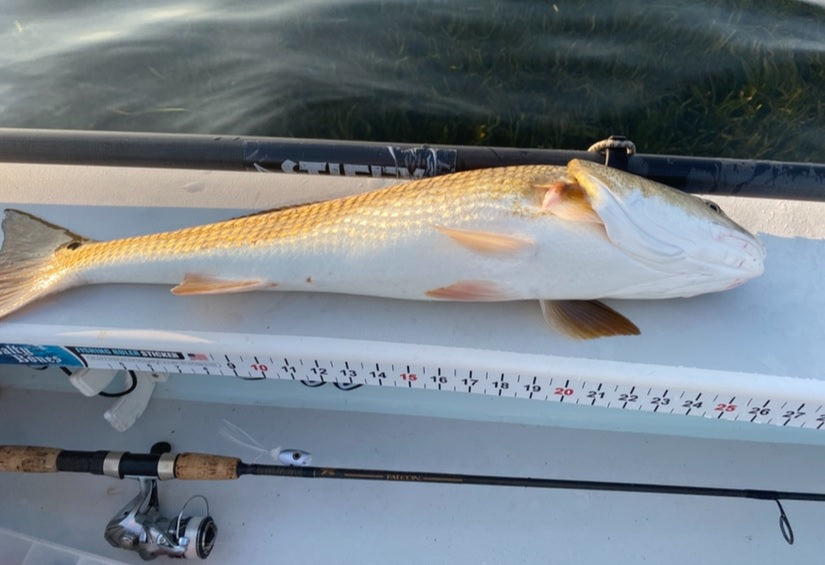 BlueWater Outriggers Fishing Report 8-14-2025