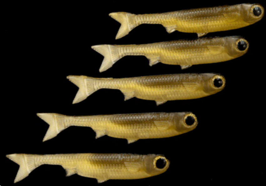 NLBN K-Tails 4" 5pk Kalcutta