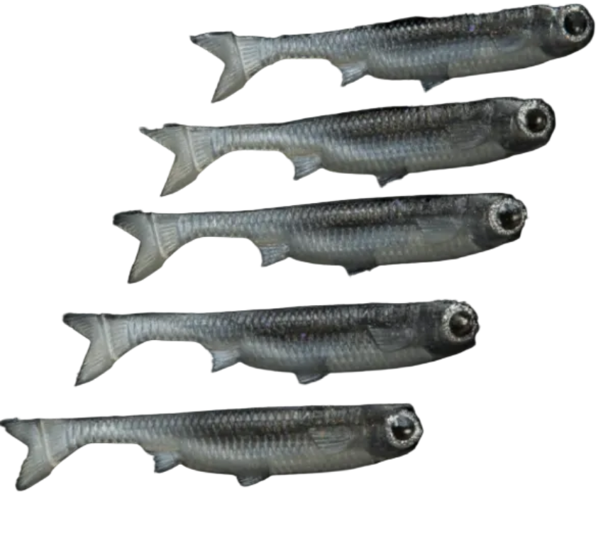 NLBN K-Tails 4" 5pk Overcast