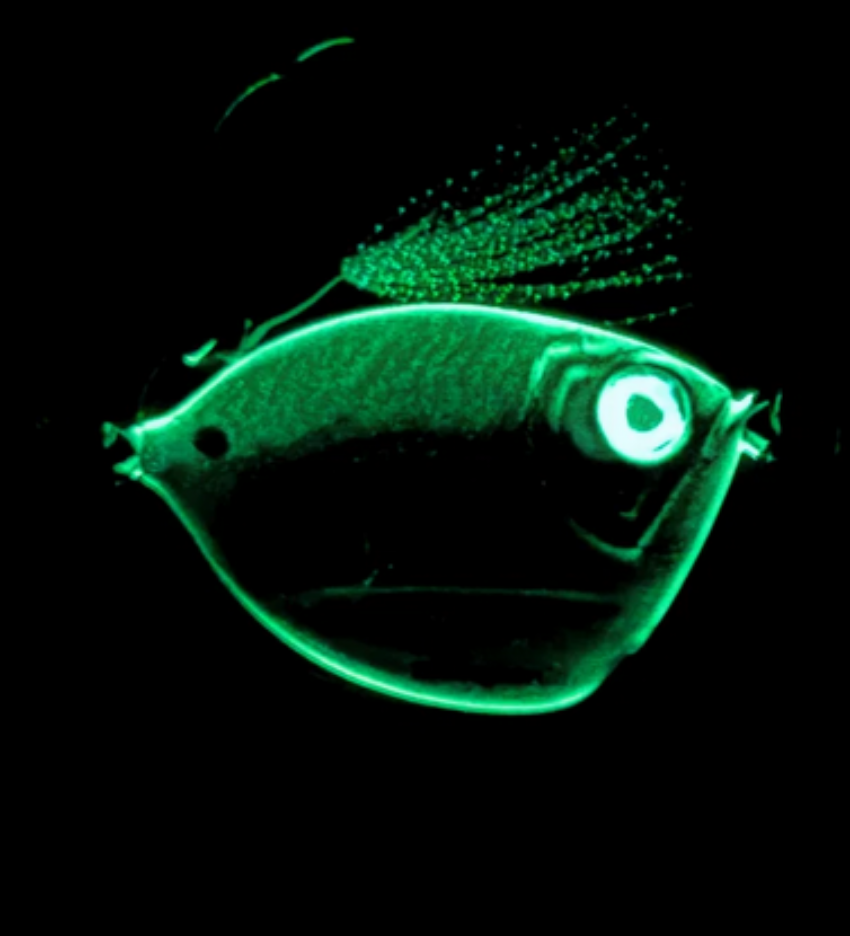 AnglerCo Hornbelly Imposter Jig 200G
